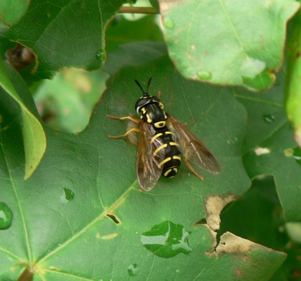 pestrica - pestřenka Chrysotoxum arcuatum ? L. 1758