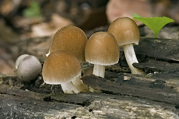 drobuľka Psathyrella sp.