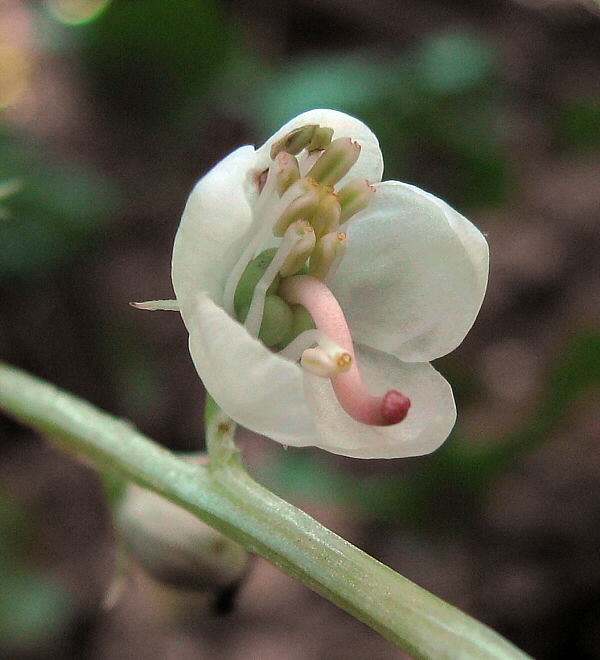 hruštička okrúhlolistá Pyrola rotundifolia L.