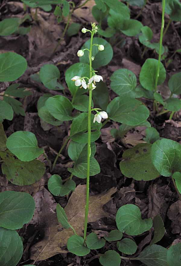 hruštička okrúhlolistá Pyrola rotundifolia L.