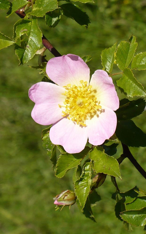 ruža šípová Rosa canina L.