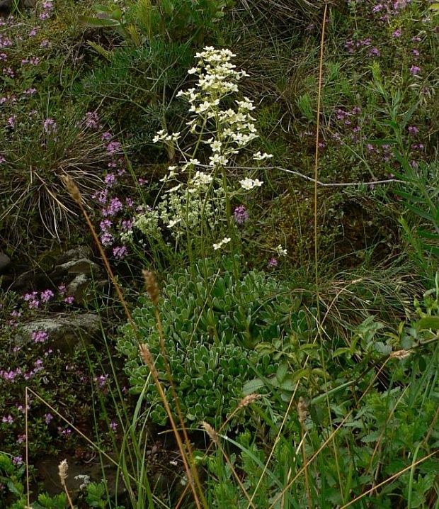 lomikameň metlinatý - lomikámen vždyživý Saxifraga paniculata Mill.