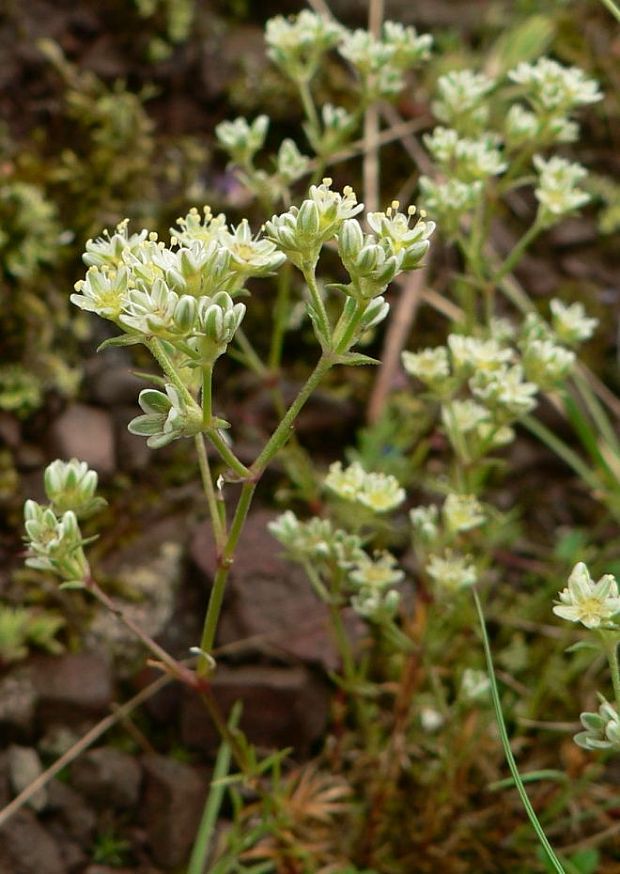 sklerant trváci - chmerek vytrvalý Scleranthus perennis L.