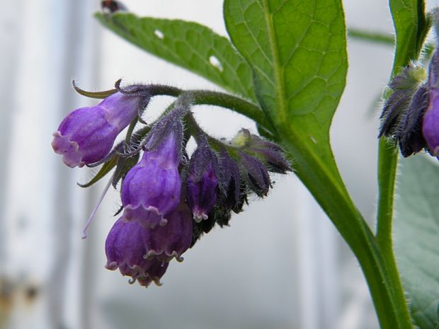 kostihoj lekársky Symphytum officinale L.