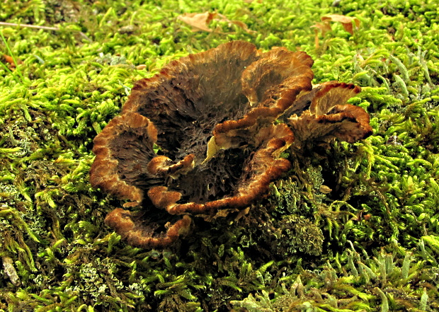 plesňovka klinčekovitá Thelephora caryophyllea (Schaeff.) Pers.