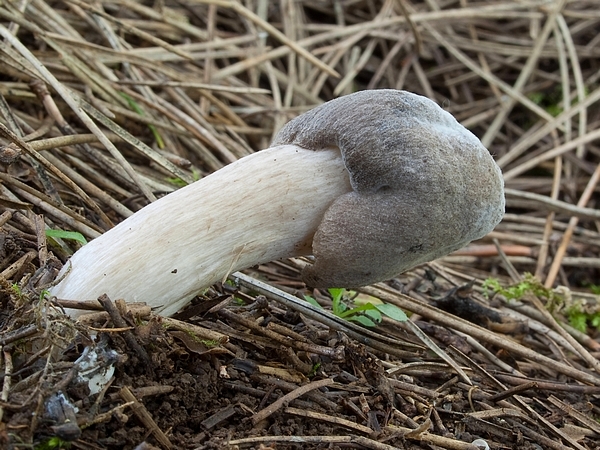 čírovka zemná Tricholoma terreum (Schaeff.) P. Kumm.