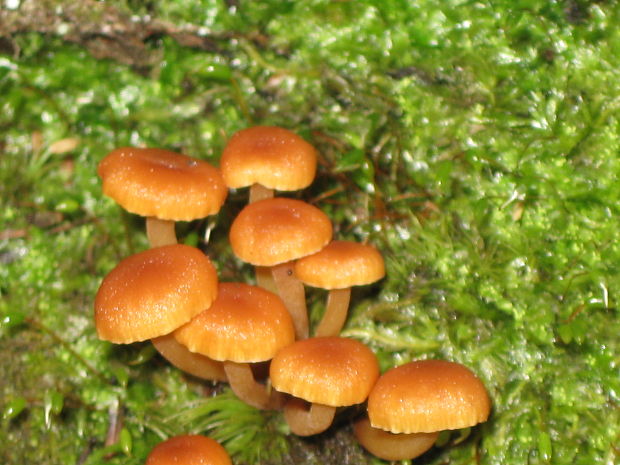 tanečnička zvončekovitá Xeromphalina campanella (Batsch) Maire