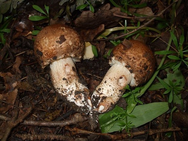 pečiarka obrovská ? Agaricus augustus Fr.