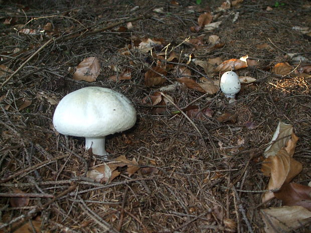 pečiarka Agaricus sp.