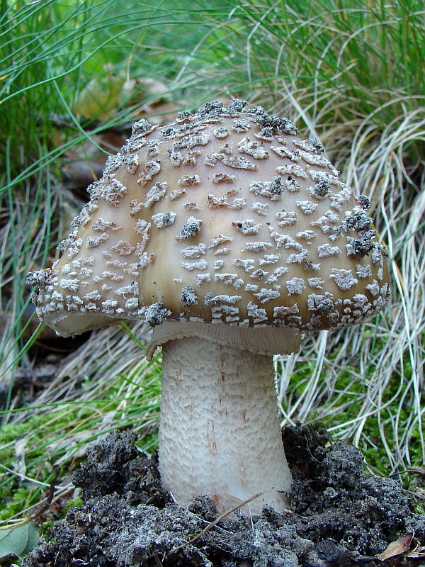 muchotrávka červenkastá Amanita rubescens Pers.