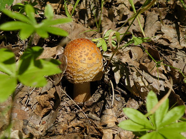 muchotrávka červenkastá Amanita rubescens Pers.