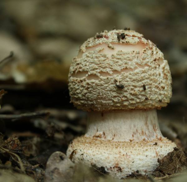 muchotrávka červenkastá Amanita rubescens Pers.