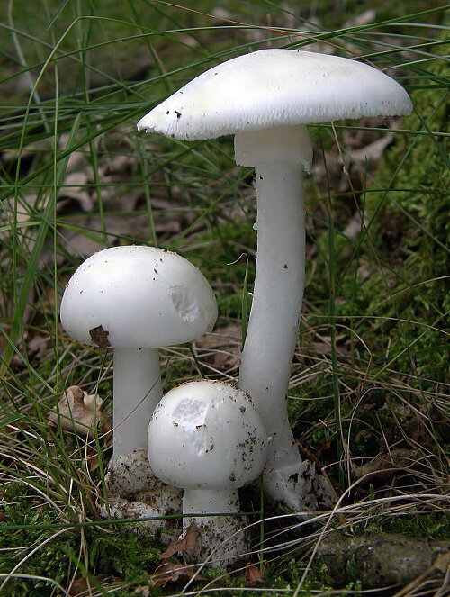 muchotrávka biela Amanita verna (Bull.) Lam.