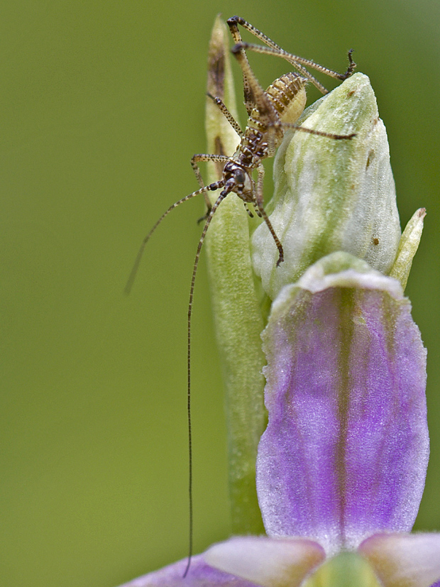 kobylka stromová  Barbitistes cf. constrictus