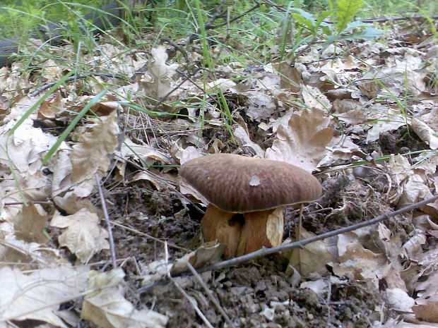 hríb bronzový Boletus aereus Bull. ex Fr.