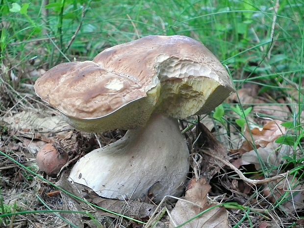 hríb smrekový Boletus edulis Bull.