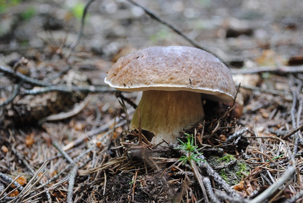 hríb smrekový Boletus edulis Bull.