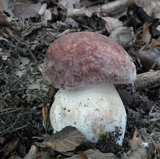 hríb sosnový Boletus pinophilus Pil. et Dermek in Pil.