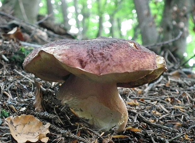 hríb sosnový Boletus pinophilus Pil. et Dermek in Pil.