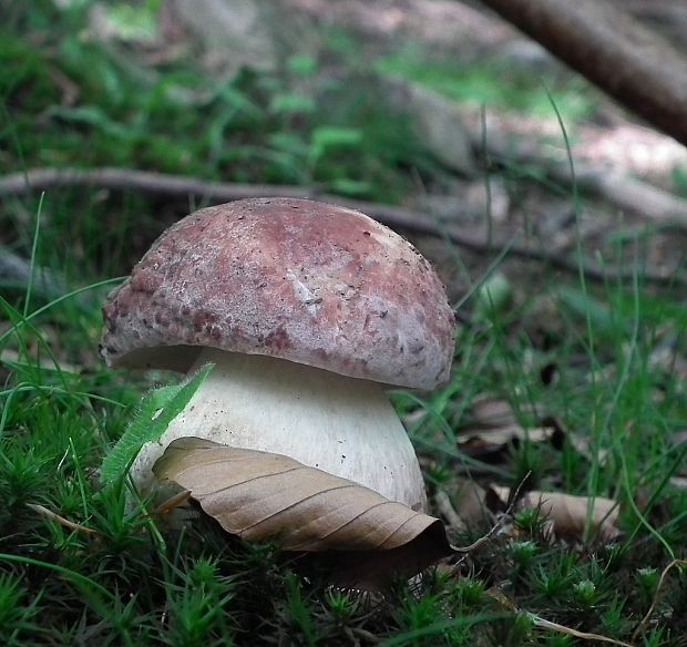 hríb sosnový Boletus pinophilus Pil. et Dermek in Pil.