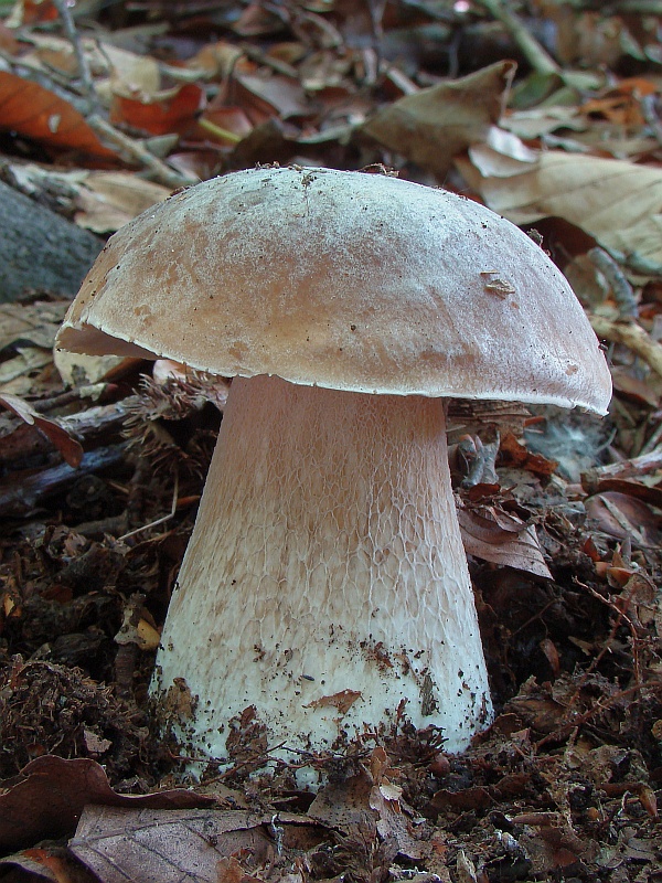 hríb Boletus sp.