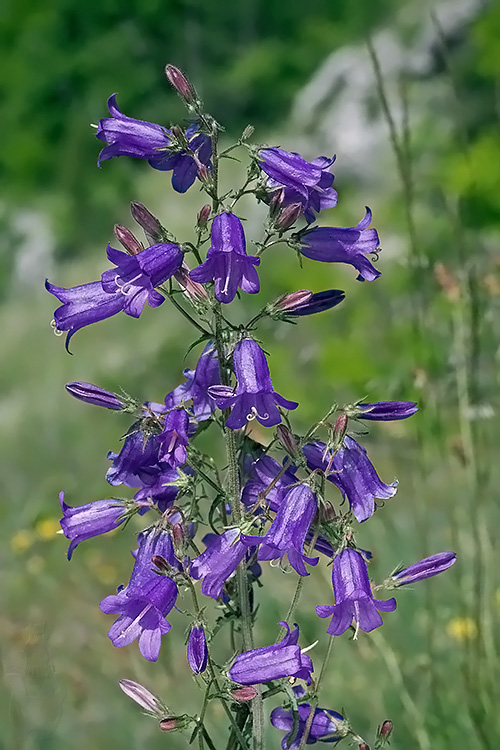 zvonček sibírsky Campanula sibirica L.