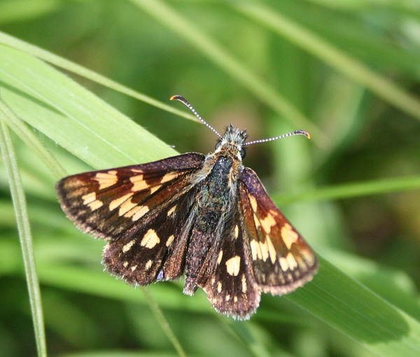 súmračník skorocelový Carterocephalus palaemon