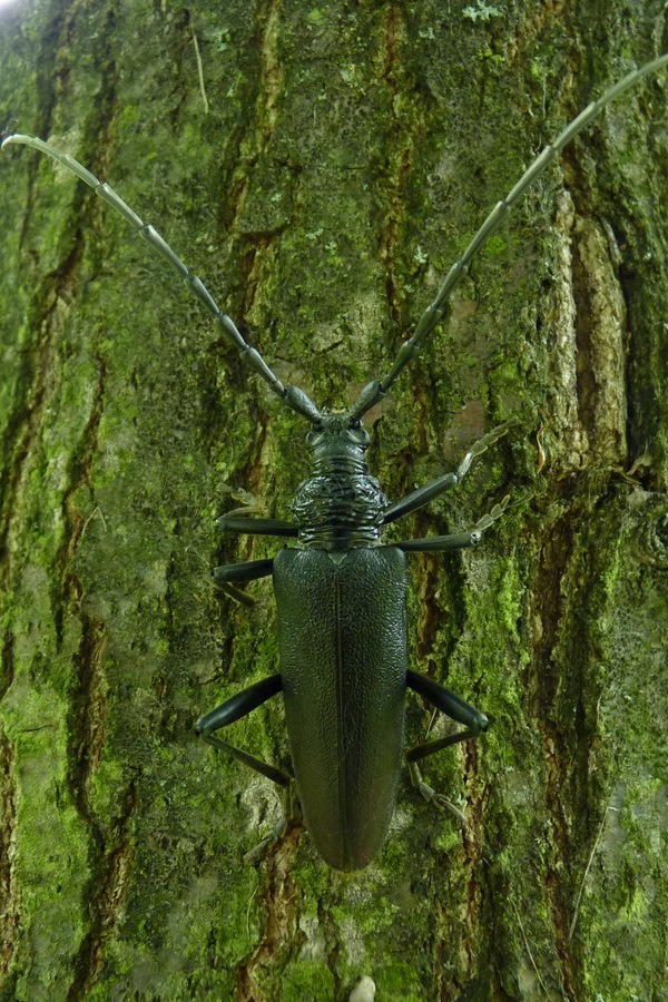 fuzáč veľký Cerambyx cerdo