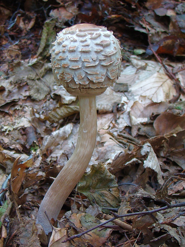 bedľa červenejúca Chlorophyllum rachodes (Vittad.) Vellinga