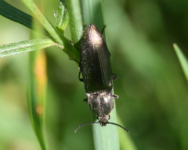 kovačik- kovařík zelený ♀ Ctenicera pectinicornis