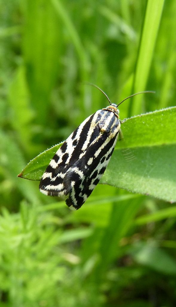 morička pupencová Emmelia trabealis