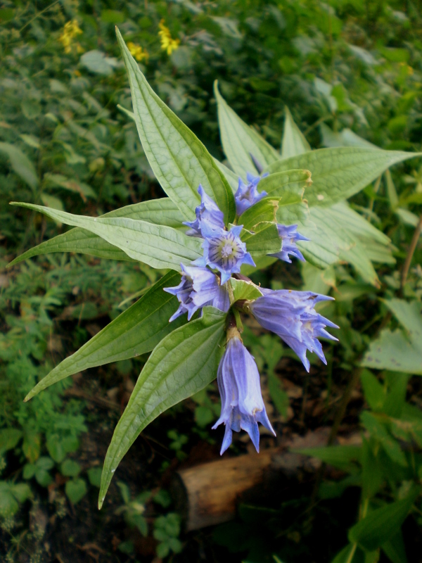 horec luskáčovitý Gentiana asclepiadea L.