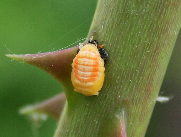 lienka Harmonia axyridis