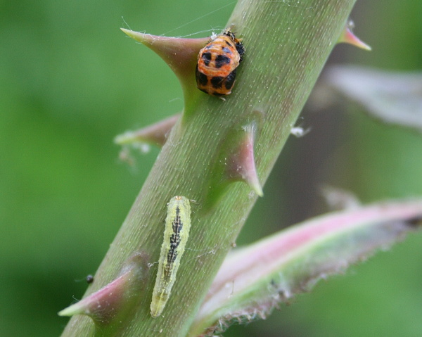 lienka Harmonia axyridis