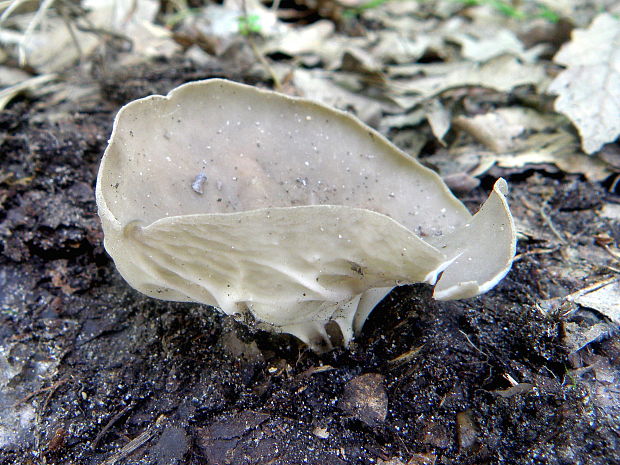 chriapač kalíškovitý Helvella acetabulum (L.) Quél.