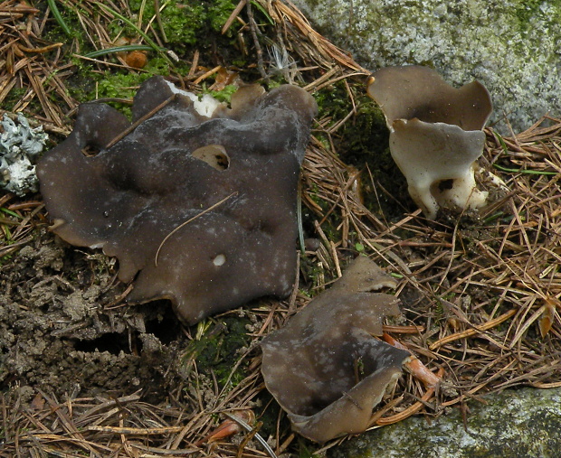 chriapač Helvella sp.