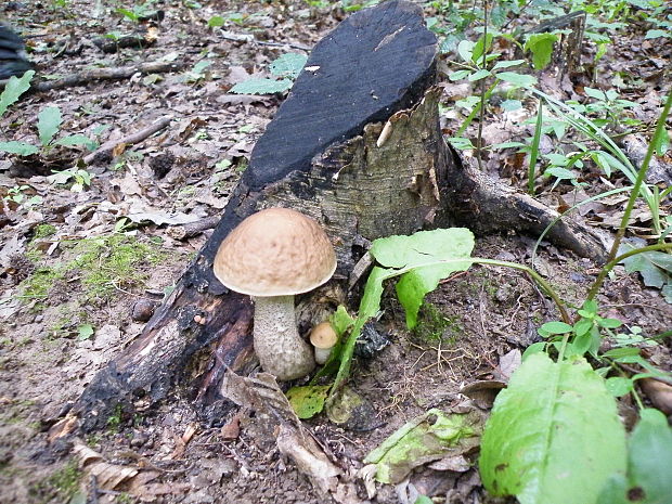 kozák hrabový Leccinum pseudoscabrum (Kallenb.) Šutara