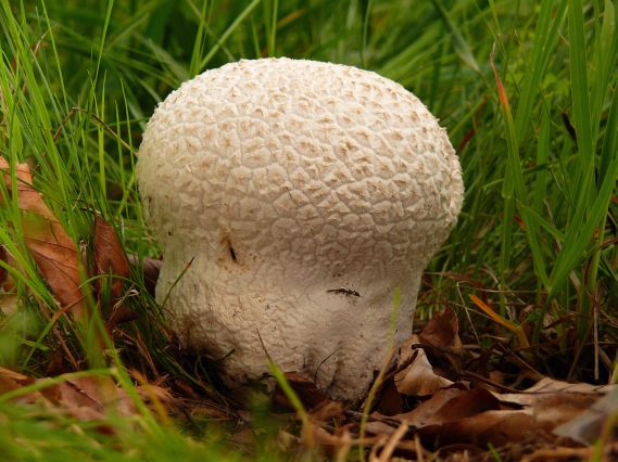 rozpadavec dlabaný Lycoperdon utriforme Bull.