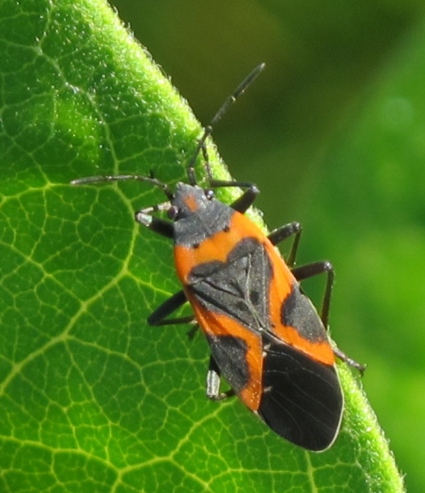 bzdocha,celad Lygaeidae Lygaeus kalmii