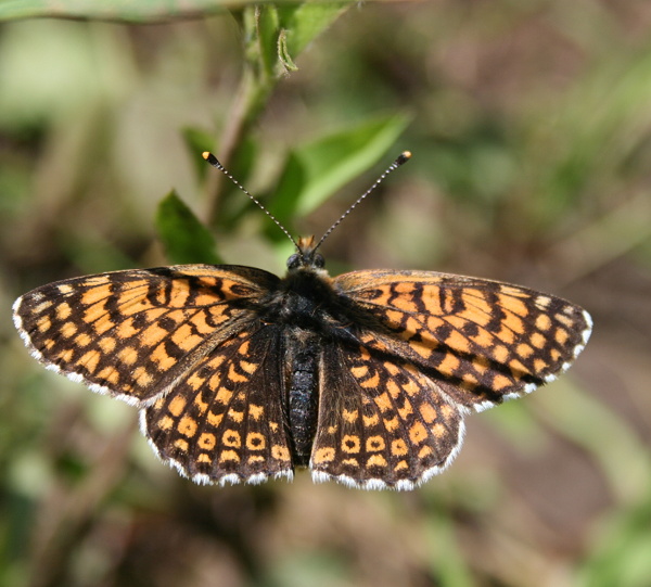 hnědásek kostkovaný Melitaea cinxia Linnaeus,1758