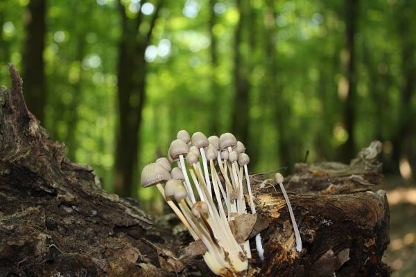 prilbička Mycena sp.