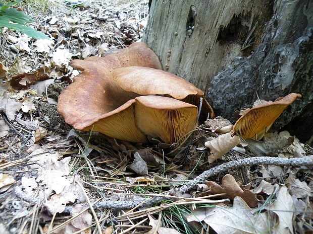 kališník hnedooranžový Omphalotus olearius (DC.) Singer