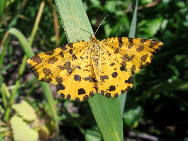 listnatka hluchavková Pseudopanthera macularia