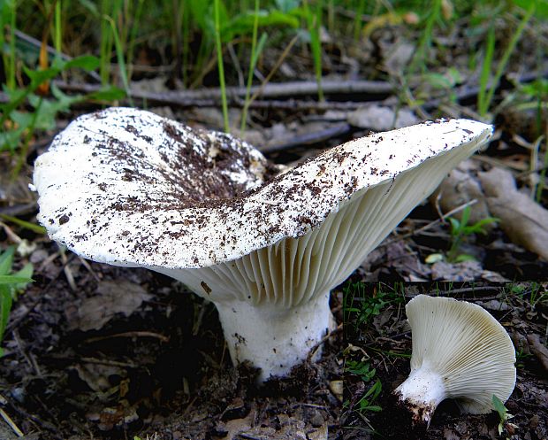 plávka belavá ? Russula delica ? Fr.