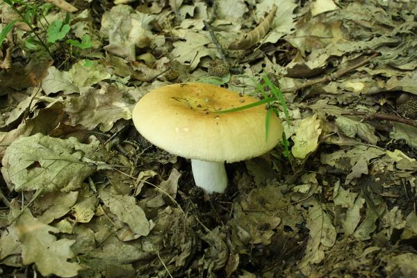 plávka Russula sp.