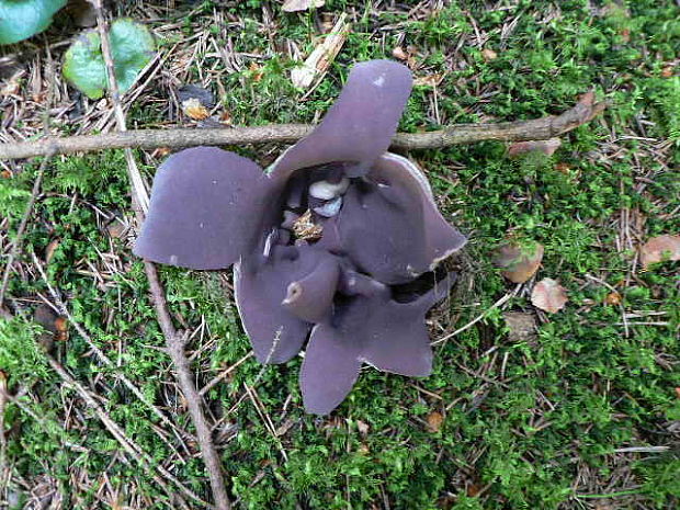 tulipánovka fialová Sarcosphaera coronaria (Jacq.) J. Schröt.