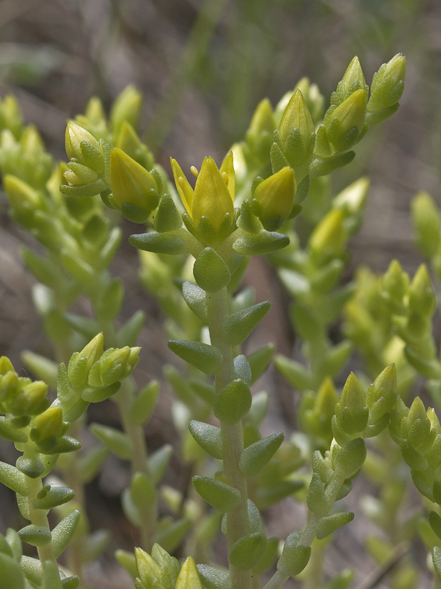 rozchodník šesťradový? Sedum sexangulare? L.