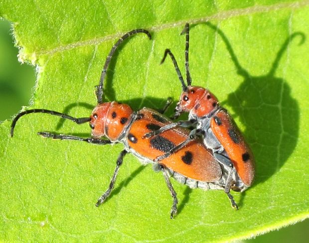 Tetraopes tetraophthamus