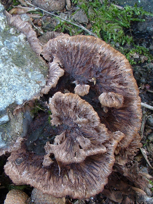 plesňovka klinčekovitá Thelephora caryophyllea (Schaeff.) Pers.