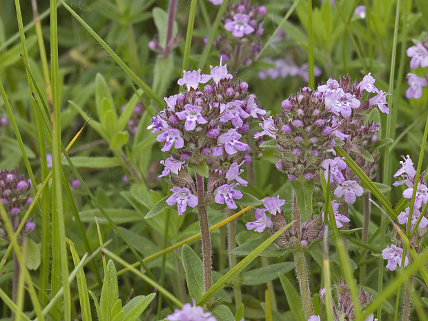 dúška  Thymus sp.